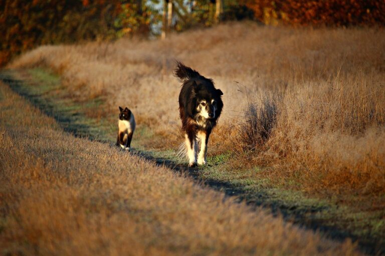 dog, cat, path-1805983.jpg